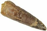 Fossil Spinosaurus Tooth - Real Dinosaur Tooth #310874-1